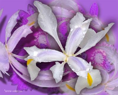 White Iris in the Rain