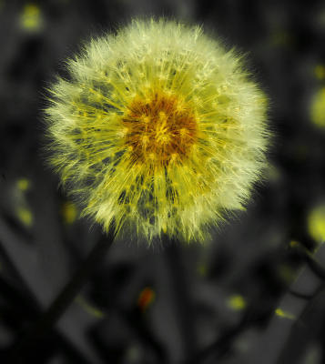 Gale's Dandelion