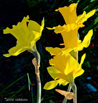 Daffodil Delights