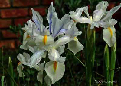  White Iris Kissed By Rain