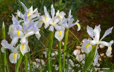 White Iris Glory