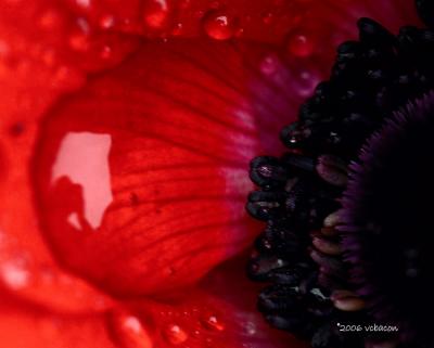 Portrait in a Raindrop