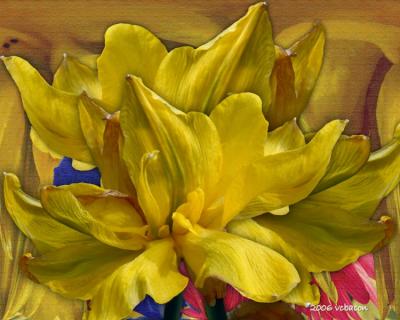 g3/85/387785/3/58440781.daffodildouble_750_600.jpg