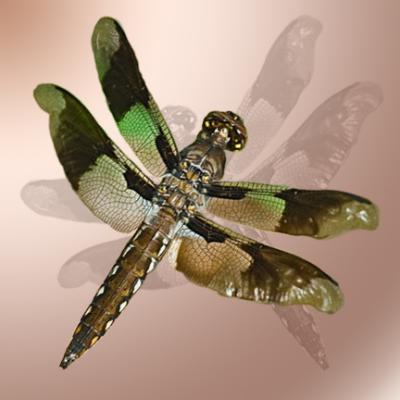 Greg's dragonfly