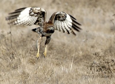 Raptors of Half Moon Bay