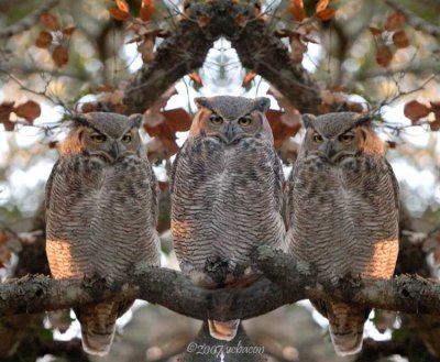 I Don't Give A Hoot