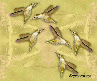 Rhythmic Wings, Version 2