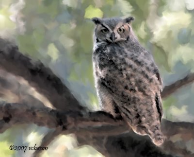 Great Horned Owl