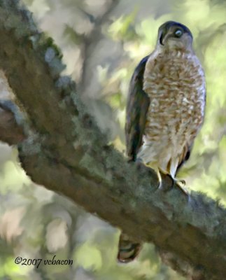 Hawk in the Oaks
