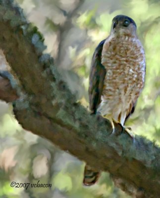 Hawk in the Oaks,Version 3