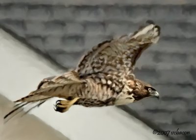 The Majesty of Flight