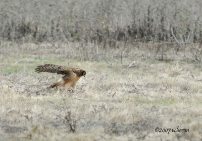 Northern Harrier...on the ground