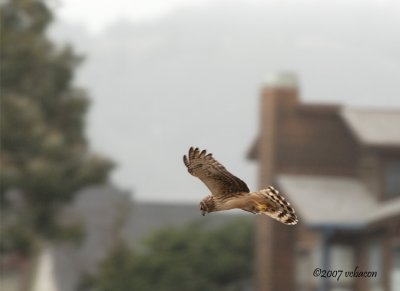 Northern Harrier in Flight