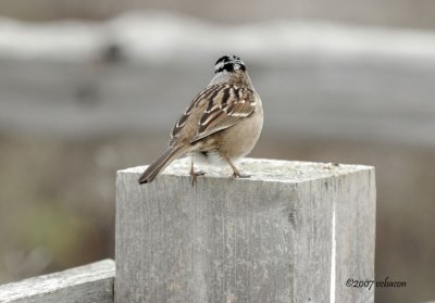 Sparrow on the path.