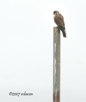 American Kestrel on a pole