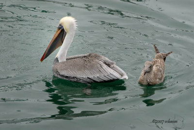 Pelican and Gull
