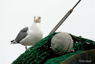 Gull on the Fishing Tackle