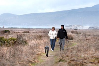 Walking the Dog