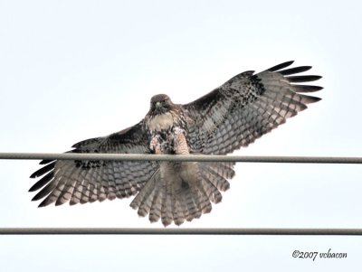 The Landing