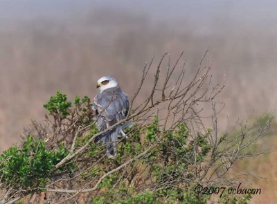 White-tailed Kite