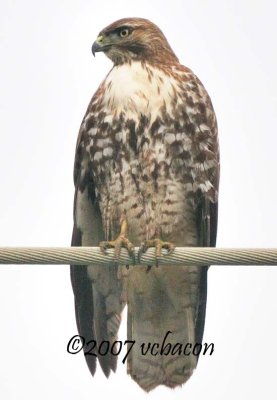 Red-tailed Hawk