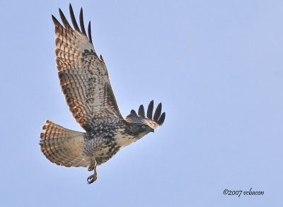 Red-tailed hawk in flight