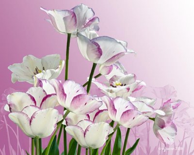 Tones of Spring