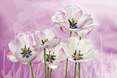 Faces of Spring