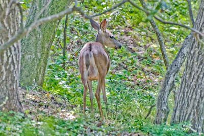 Doe foraging in the woods
