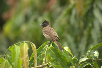 Red  vented bulbul