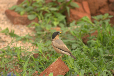 Bhraminy starling