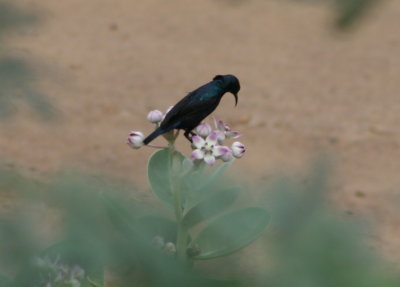 Purple sunbird