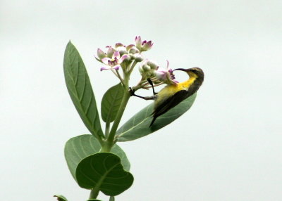 Sunbird