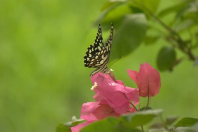 Lime Butterfly