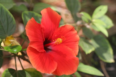 Red Hibiscus (Kempu Dasavala)