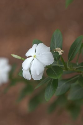 White Vinka Rosea (Bili sadapushpa)