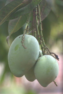 Mangoes (Badami)
