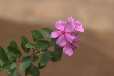 Pink Vinca Rosea