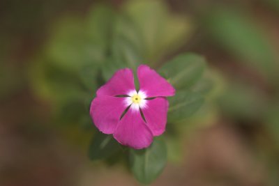 Vinca Rosea (Periwinkle) /jambli Sadapushpam