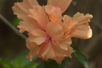 Peach double deck hibiscus