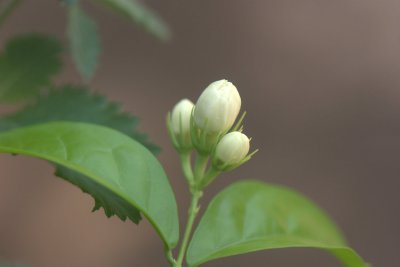Bud of 7 layered Jasmine