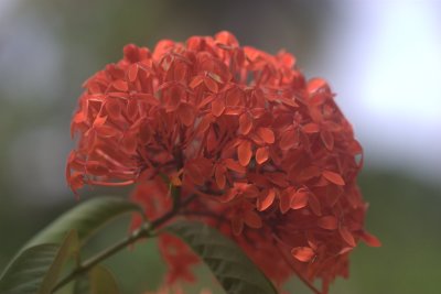 Ixora (Jungle geranium)/Patkali phool