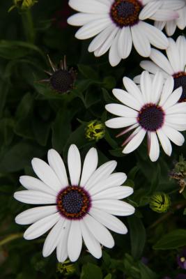 g3/85/436185/3/57244014.DPP_0070.jpg