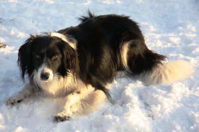 Snow Dog