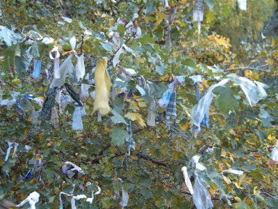 Ribbons tied to tree