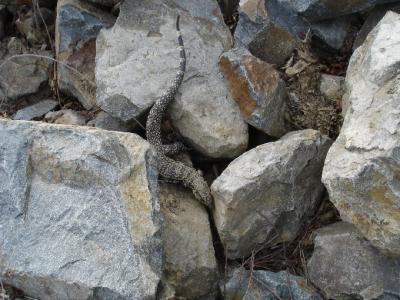 Born free... an iguana near the bike path..