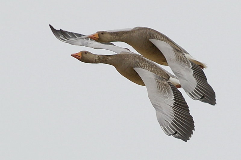 Gsir - Geese