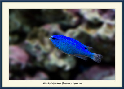 Blue Reef Aquarium - 3