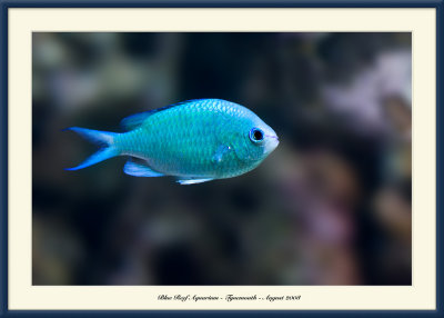 Blue Reef Aquarium - 4