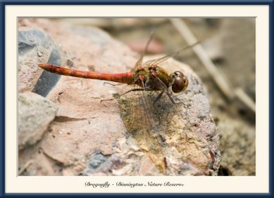 Dragonfly.